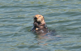 Winter harbour - watching otters