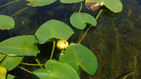Nanaimo Lakes - pond lillies