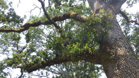 Ford Rodd NHS - the garry oaks