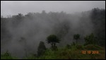 cloud forest