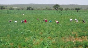 farm hands
