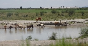 farm