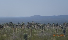more cacti