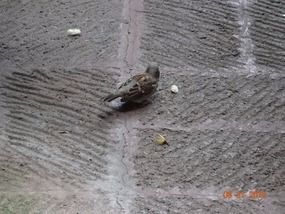 guest 1