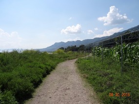 path looking back from 'corn field'