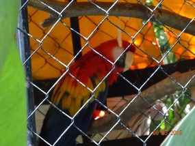 parrot