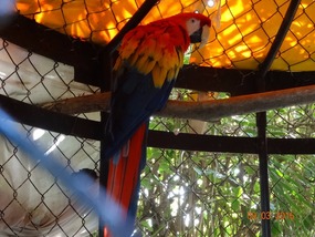 parrot