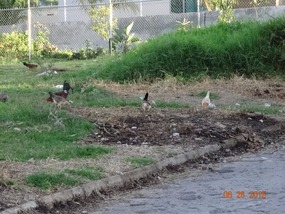 more loose chickens
