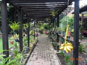 arbor