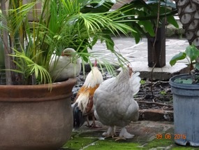 more fowl