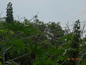 interesting plant
