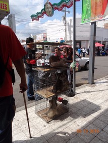 dogs