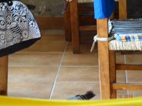 bird