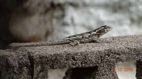 camo