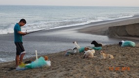 dogs