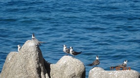 birds