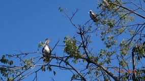 birds