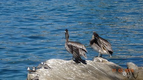 birds