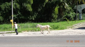 donkey