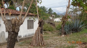 poor trees