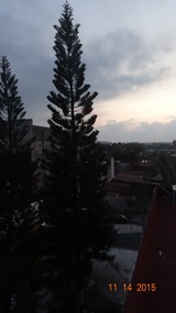 tall tree