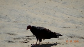 vulture?