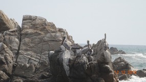 bird roost