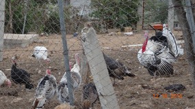 turkey