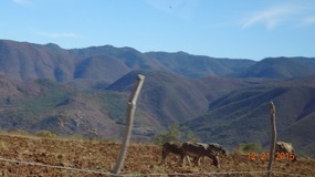donkeys