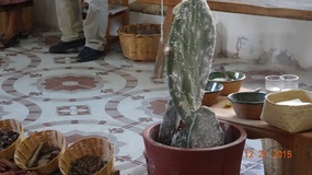 dye plant