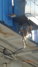 birds nest