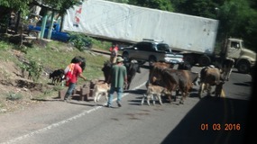 bye bye cows