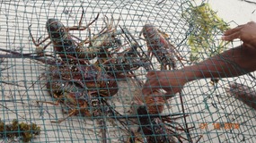 lobsters