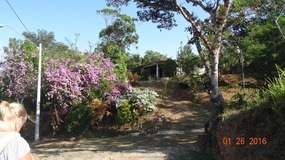 pretty shrubs