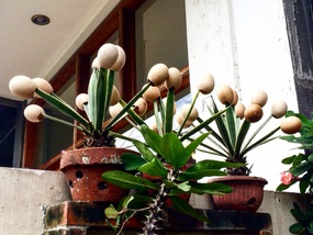 Eggs on the ends of cactus plants 
