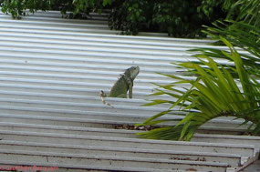 Lot of Locals wildlife