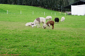 Llamas