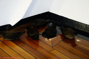 Birds huddling from the cold