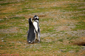 Penguin Pair