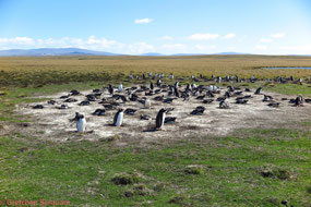 A large Family