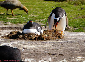 Sit on the egg all you want I am fixing the nest