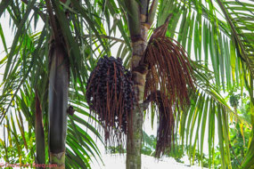 ACAI  berrys in the tree