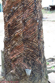Demo of how to tap the sap on a rubber tree
