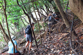 Making our way though the jungle