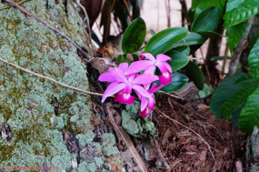 Orchids