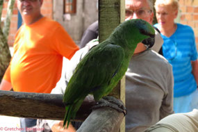 Parrot