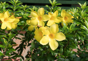 Pretty flowers