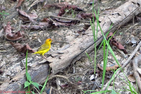 Small Bird