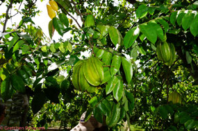 Star Fruit