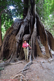 Balsa tree, Supports for the floating Homes
